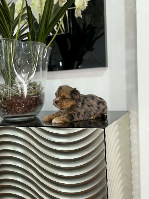 Yorkshire Terrier Miniatura MACHINHO BLACK MERLE