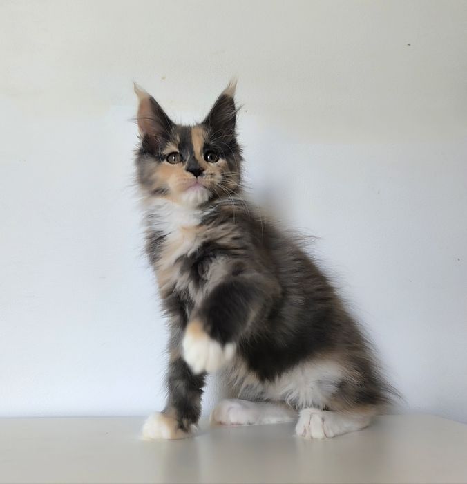 Kotka Maine coon