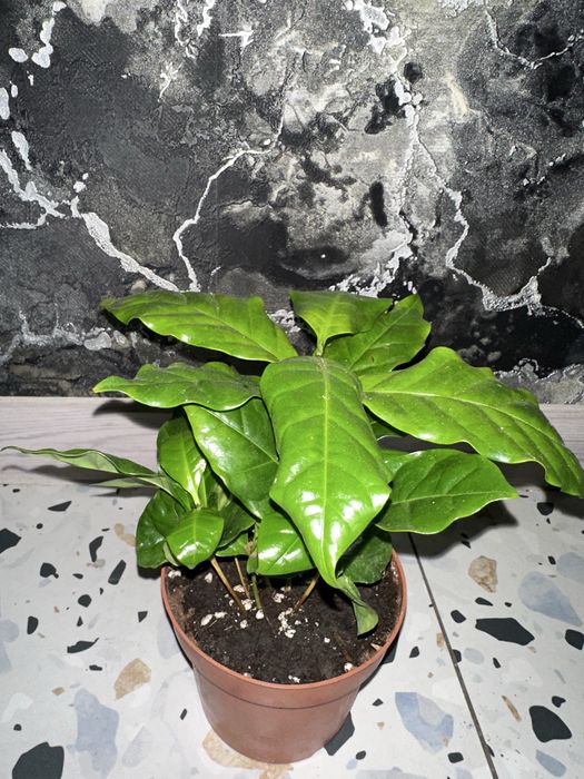 Кавове дерево,кімнатні квіти, вічнозаелена розлина