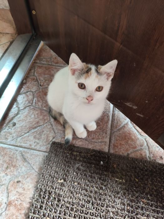 Kotki do adopcji