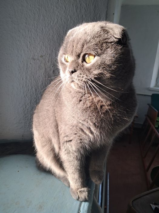 В'язка.Весловухий британець