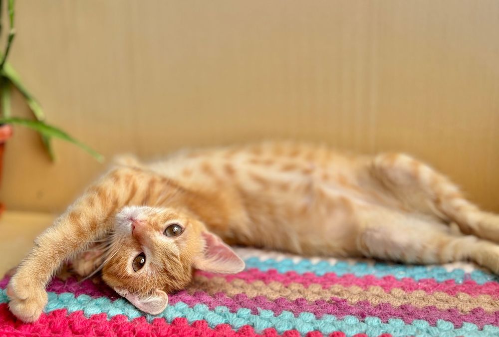 Котята отдам котенок котики