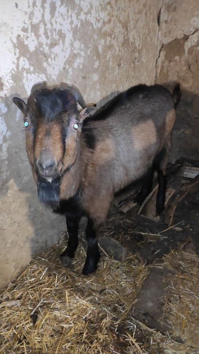 Терміново!!! Продам Шуту козу, дійну козочку, козла