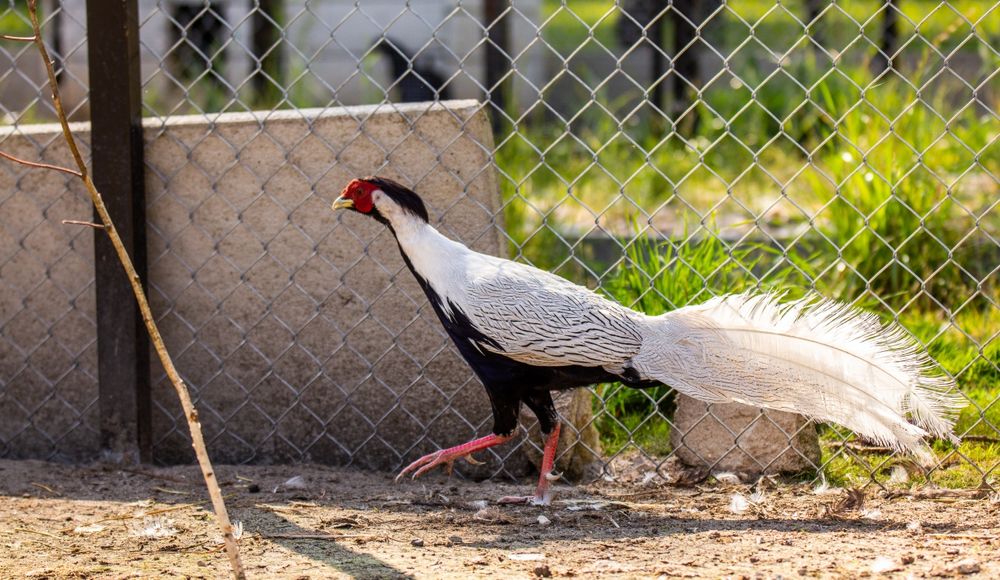Bażanty srebrzyste i inne