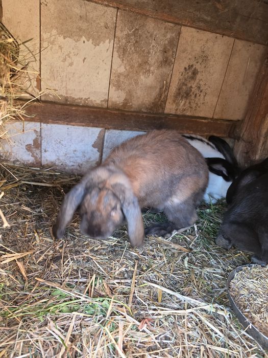 Króliki barany i inne w kazdym wieku