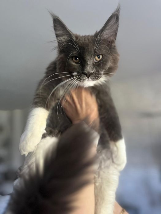 Maine Coon niebieski z białym