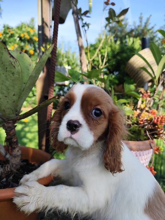 Fantástico Cavalier King Charles