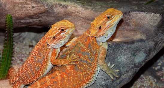 Agamy Brodate - dorosła para