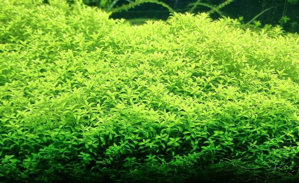 Emianthus Micranthemoides