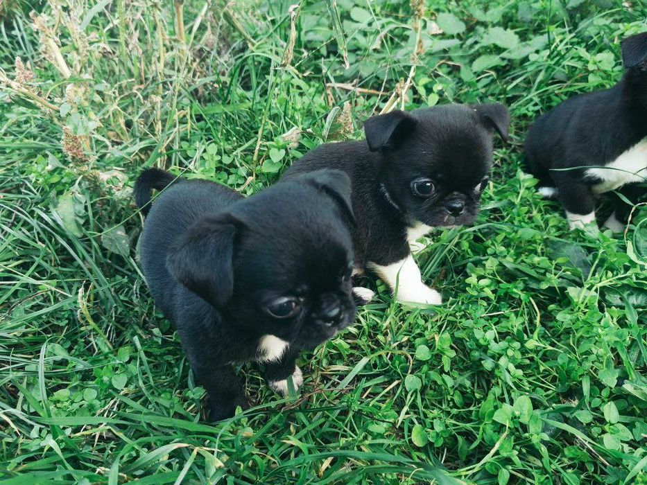 Чишечки чихуашечки