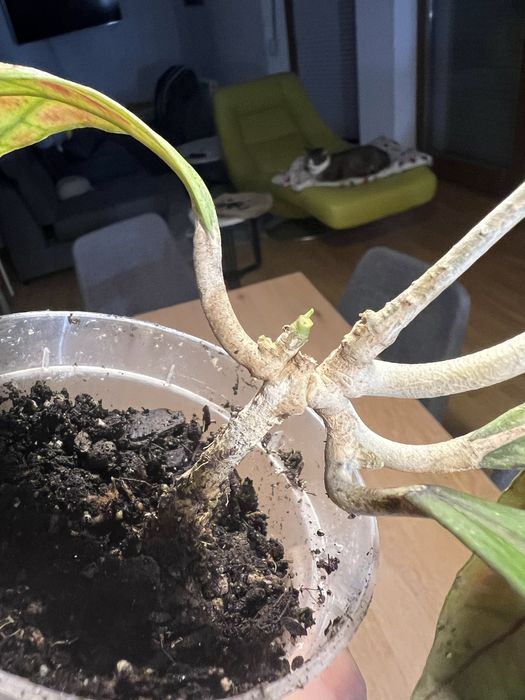 Hoja AFF. Phyllura ( AFF. Clemensiorum , SP. ABBAS ) Kolekcjonerska