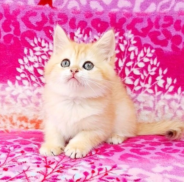 Плюшевый котик, золота шиншила
