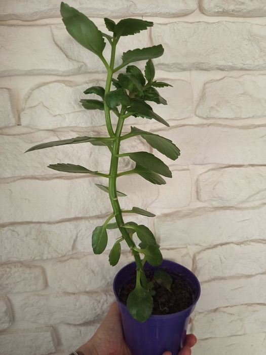 Rosliny lecznicze żyworódka geranium anginka aloes