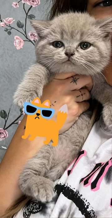 Kocurek brytyjski liliowy
