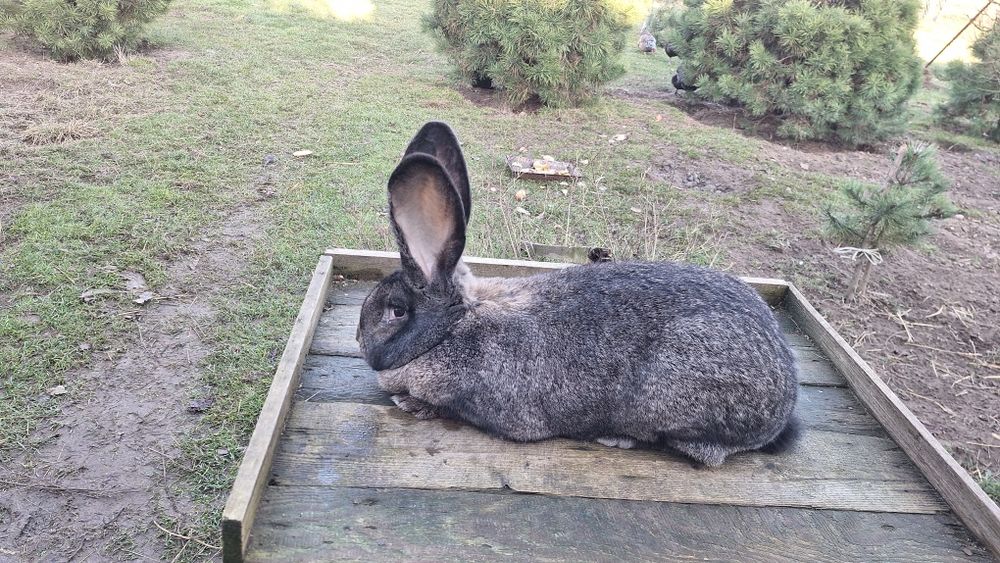 Olbrzym belgijski  szary
