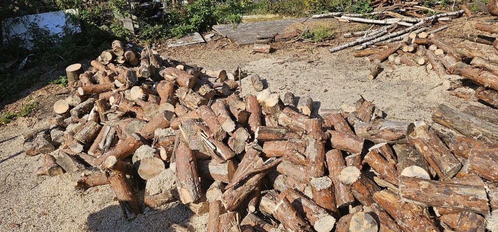 Gałęziówka sosnowa sucha