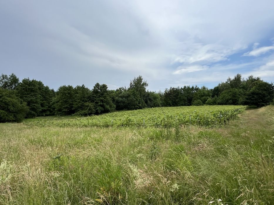 Działka 64 Ary – 2km od granic Rzeszowa, Przylasek - Widok 6