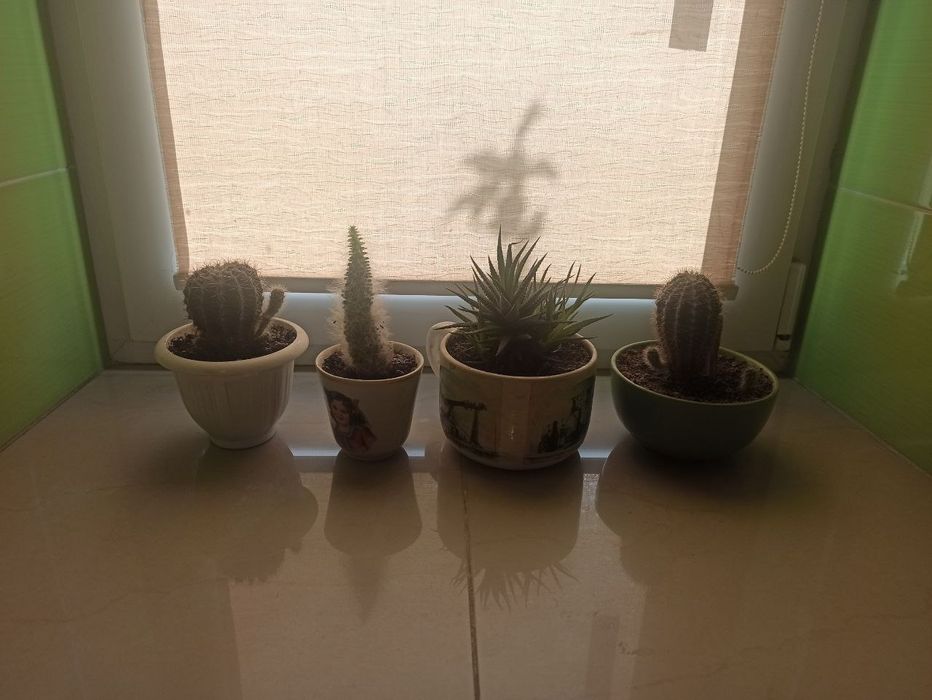 Кактус рослина вазон квіти