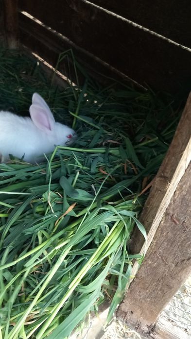 Kruliki kalifornijskie