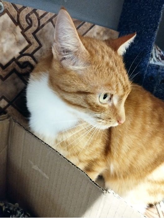 Kochany kocurek Pan Ząbek pilnie czeka na dom