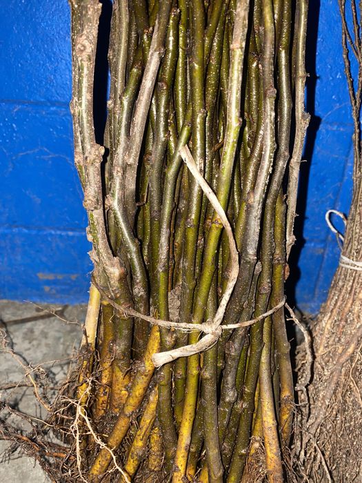 Алича ,дичка груші,антипка ,жардель,айва ва29