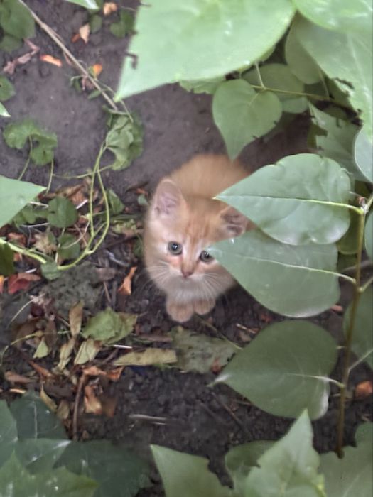 Віддамо кошенят безкоштовно
