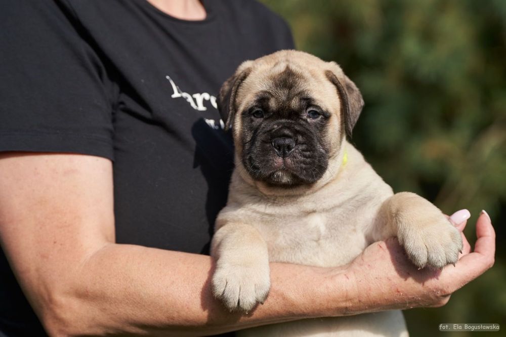 Bullmastiff szczenie