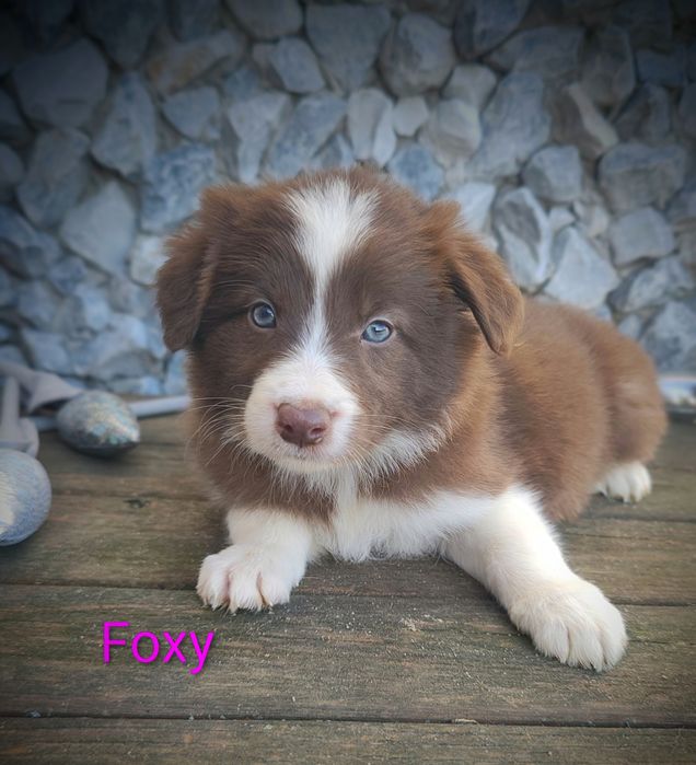 Border collie suczka czekoladowo biała przebadani rodzice