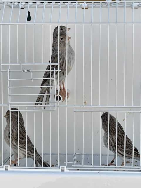 canários - varias raças de canários