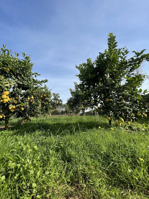 Limão  Nacional Biologico