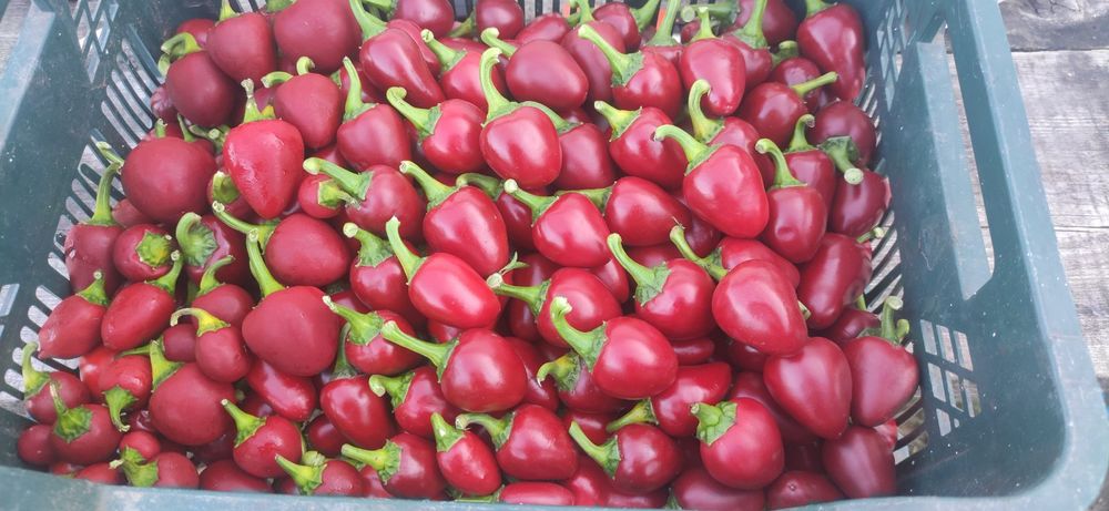 Насіння гострого перцю чилі "Лола"