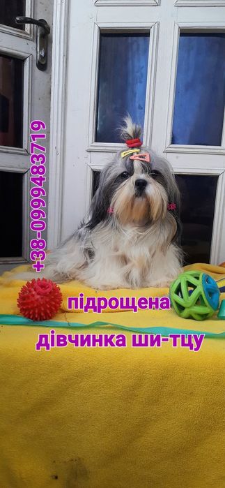 Красуня ши- тцу  - вже підрощена.