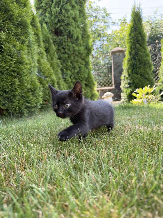 Котик в хорошу сімʼю