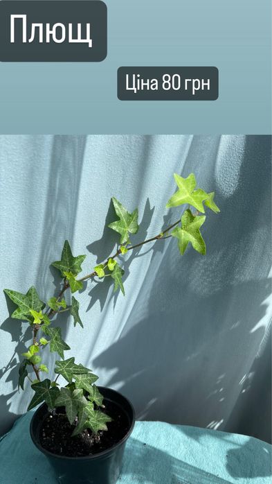 Кімнатні рослини