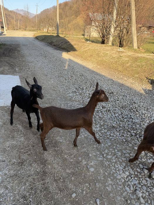 Продам козенята мурсія-гранада 100%