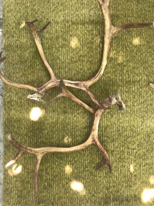 Рога оленьи