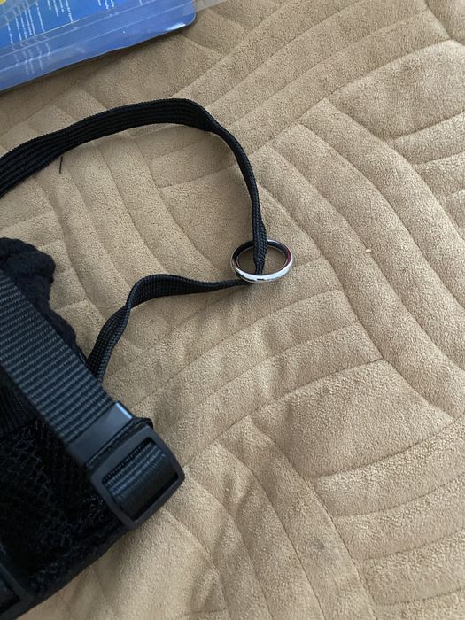 Шлія  собаки або кота