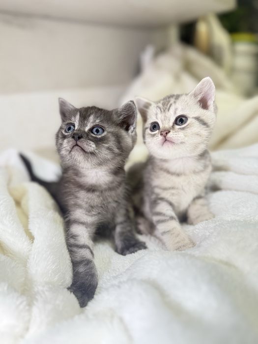 Шотландські  кошенята , шотландские котята