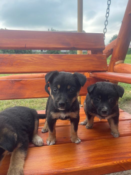 Віддам цуценят в добрі руки