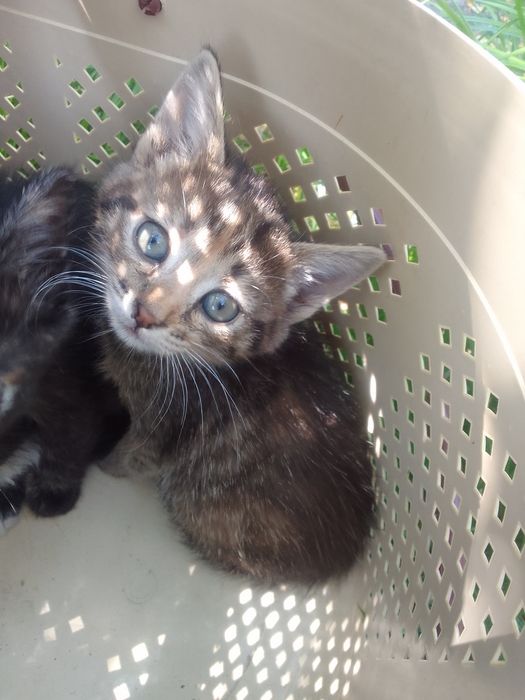 Отдам котика в хорошые руки