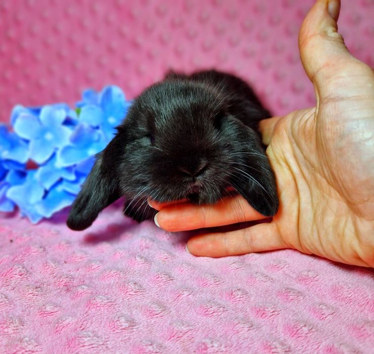 Карликовый мини кролик, Вислоухий баранчик mini lop