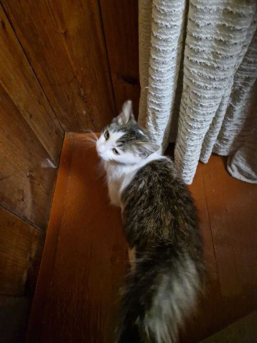 котик у відповідальну сім'ю