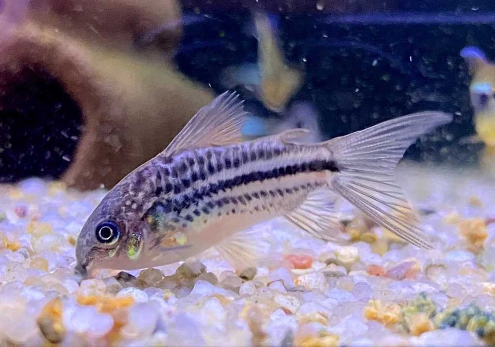 Corydoras nanus (Kirysek mały) WYSYŁKA AKWAWIN