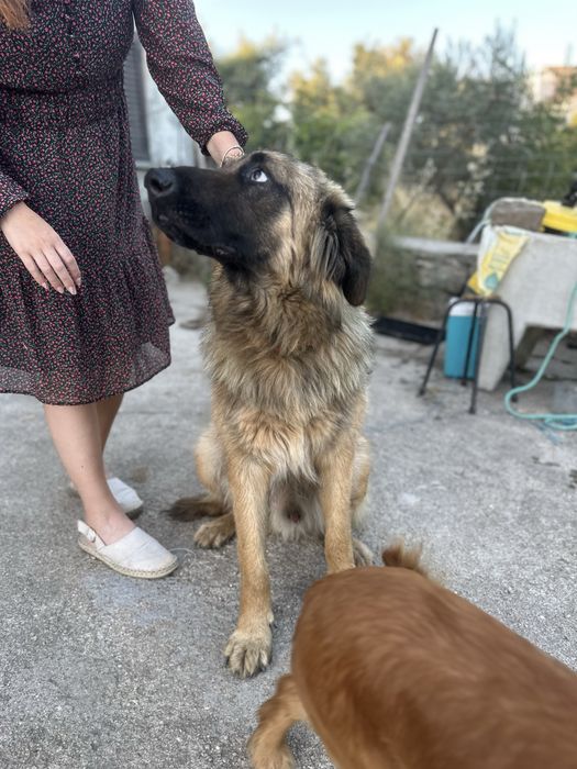 Cão Serra da Estrela para Adoção Responsável