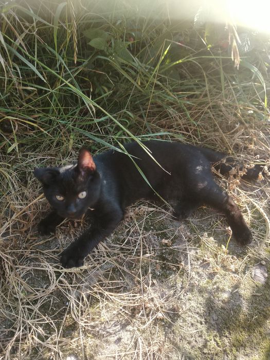 Oddam kota Lio czarny z wyprawką 100pln + zabawki