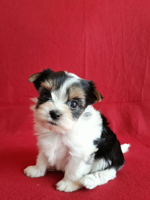York biewer yorkshire terrier biewer piesek rodowód 4ro pokoleniowy