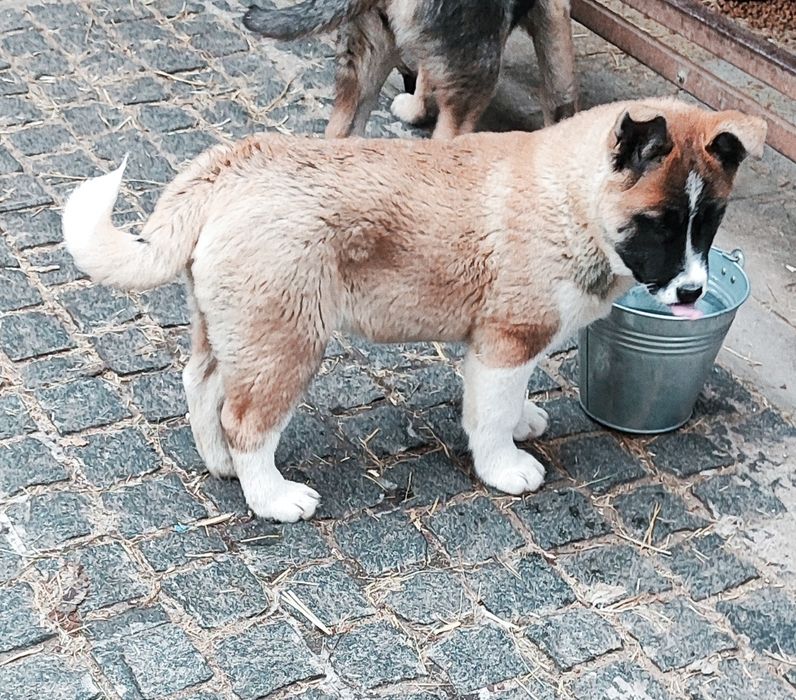 Американський красень!