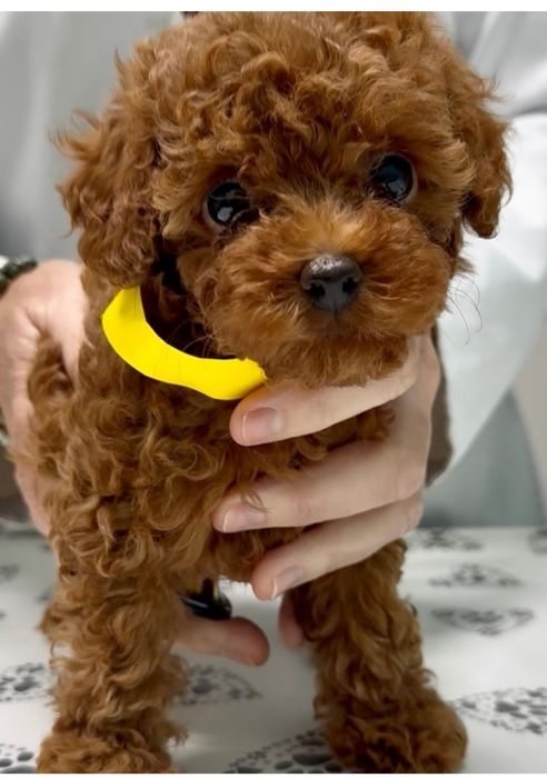 Хлопчик красунчік той пудель,