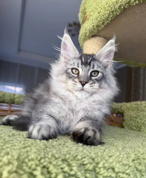 Кошеня мейн кун продаж