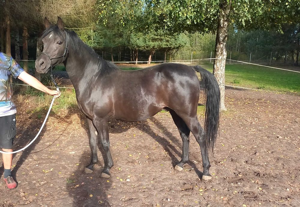 Kary wałach czystej krwi arabskiej po Nadi Al Khalediah